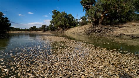 Fish Overwhelm Desert River, Puzzling Scientists with Unexplained Phenomenon.