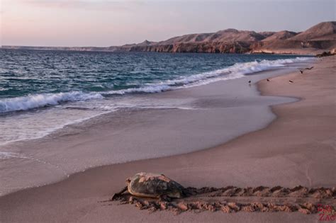 Ras Al Jinz Turtle Reserve (Oman) - Turtle beach tips + Photos