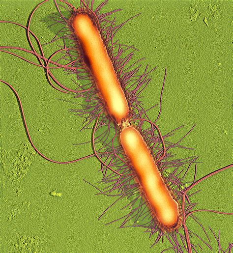 Proteus SPP