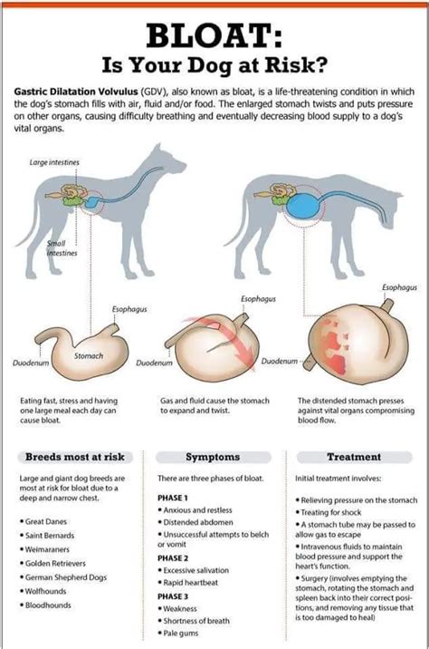 What Are The Symptoms Of A Twisted Bowel In Dogs