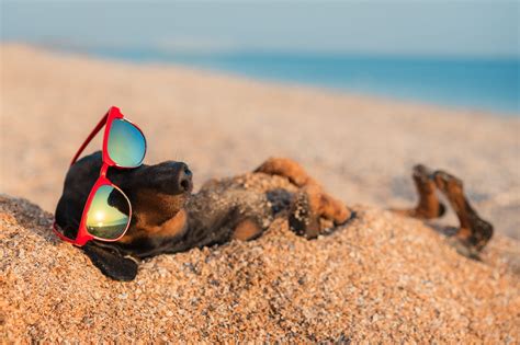 Beach Puns That Are Shore to Make You Laugh | Reader's Digest