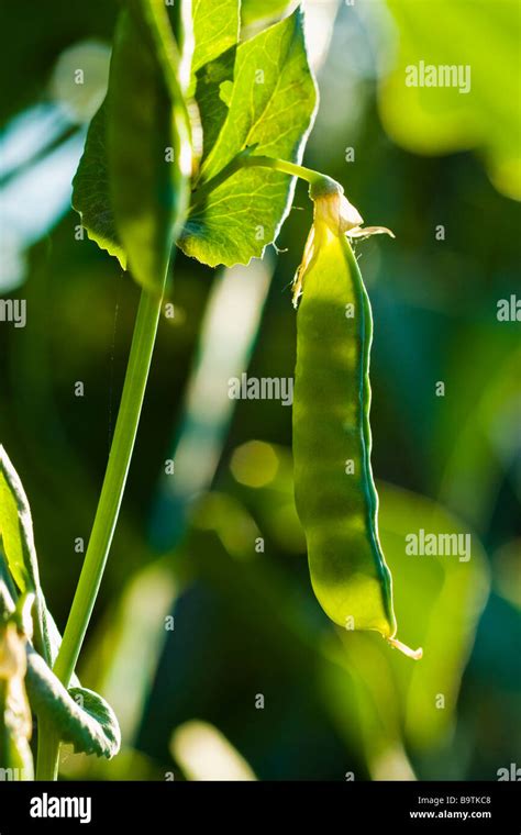 Pea pod plant hi-res stock photography and images - Alamy