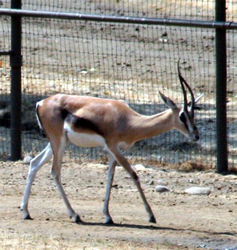 Grant's Gazelle | Jean | Flickr