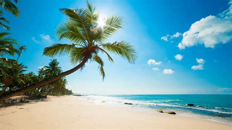 coconut tree, beach, coast, tropics HD Wallpaper