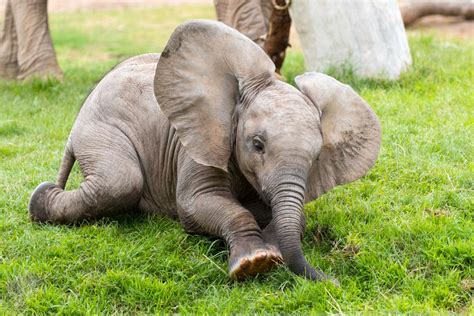 Tucson's baby elephant getting more brave, playing with big sister Nandi | Caliente | tucson.com