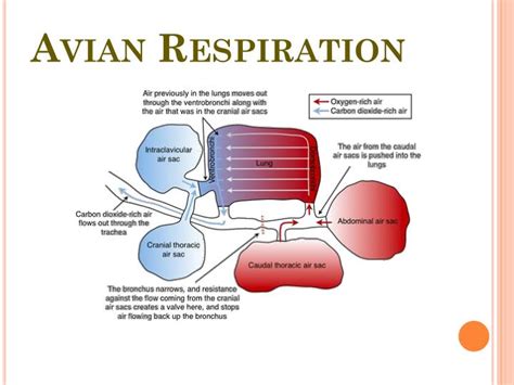 PPT - Birds PowerPoint Presentation - ID:2133490