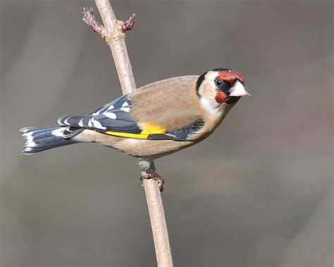 British Wildlife Photography: Goldfinch