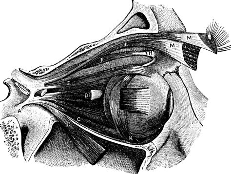 Muscles of the eyeball, vintage illustration. 13571243 Vector Art at ...