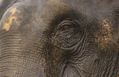 Close Up of an Elephant Eye Stock Image - Image of number, life: 147996471