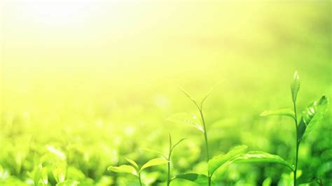 Free photo: Nature background - Green, Leaves, Light - Free Download ...