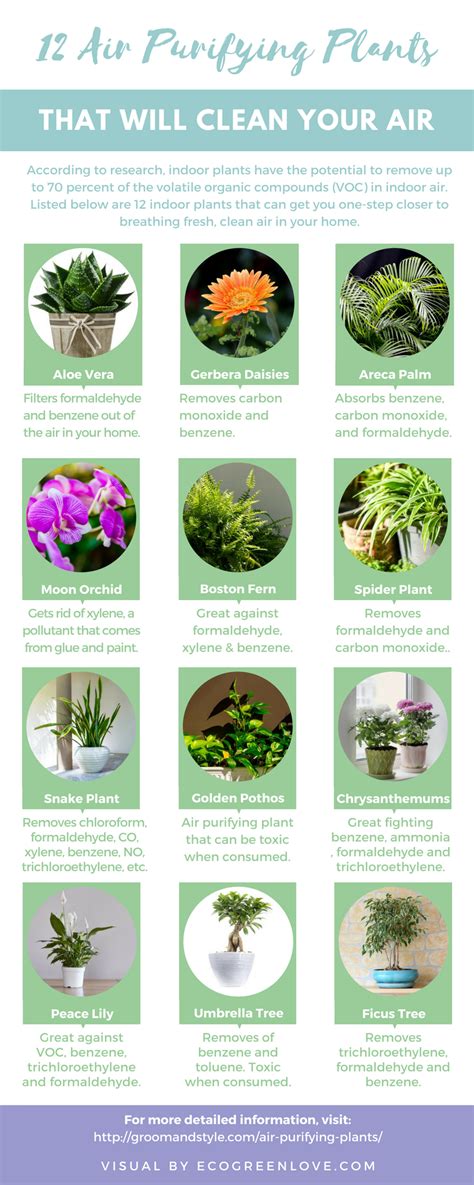 air purifying: 12 Air Purifying Houseplants [Infographic] | ecogreenlove