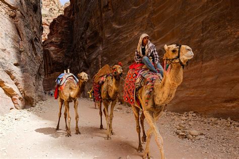 Camel Safari in Jordan 2024 - Rove.me