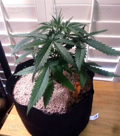 Buy Stardawg feminized seeds by Blackskull Seeds Organization - Herbies