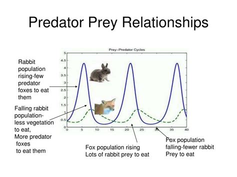 Predator And Prey Relationships Examples