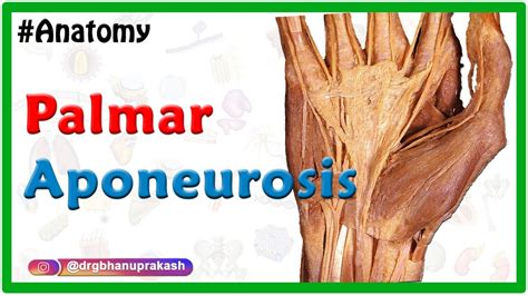 Palmar aponeurosis Animation : Attachments, Functions, Clinical ...