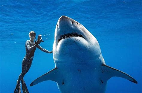 A Hawaï, des plongeurs nagent avec un requin blanc géant - Le Parisien