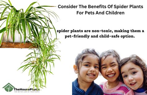 8 Spider Plant Benefits And Why Your Home Needs One