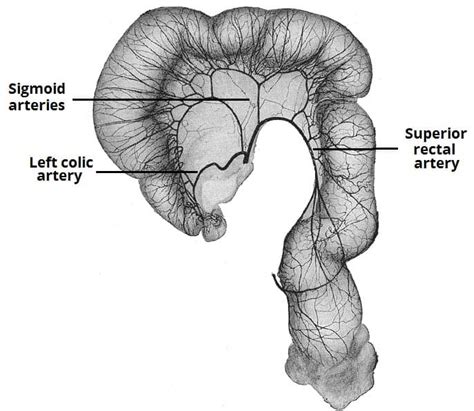 the inferior mesenteric artery passes through the and supplies the ...