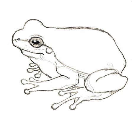 Frog Jumping Drawing at GetDrawings | Free download