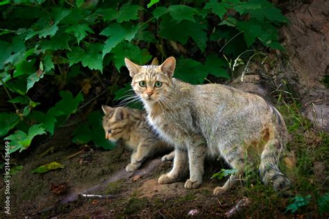 Wild Cat with cub, Felis silvestris, animal in the nature tree forest ...