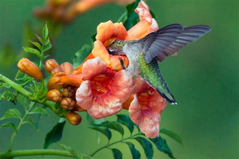 Trumpet Creeper Vine Attracts Hummingbirds in 2020 | How to attract hummingbirds