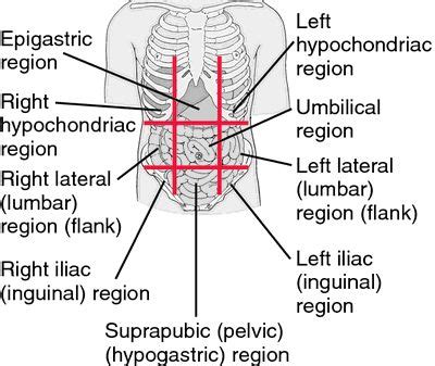 epigastric region | Medical dictionary, Medical knowledge, Medical studies