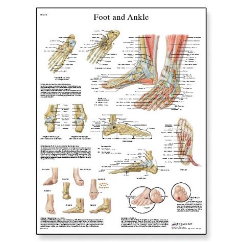 Podiatry Wall Art