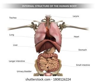 9,099 Vital Organ Images, Stock Photos & Vectors | Shutterstock