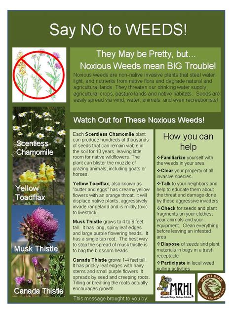 Noxious Weeds - Mosquito Range Heritage Initiative