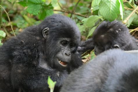 Kwita Izina Ceremony 2019; Baby Gorillas Named | Gorilla Safari Experts