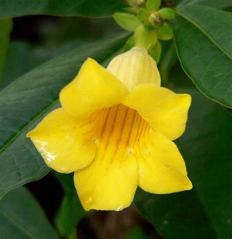 Allamanda Flower, trumpet that Make cute - Life Is Beautiful