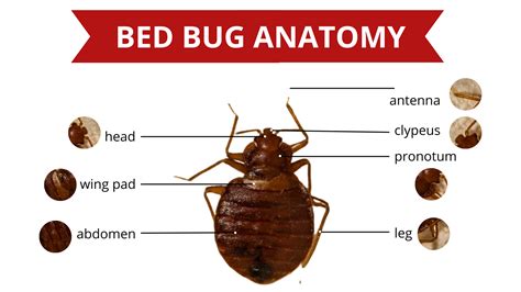 Bed Bug Anatomy - Bed Bug 911