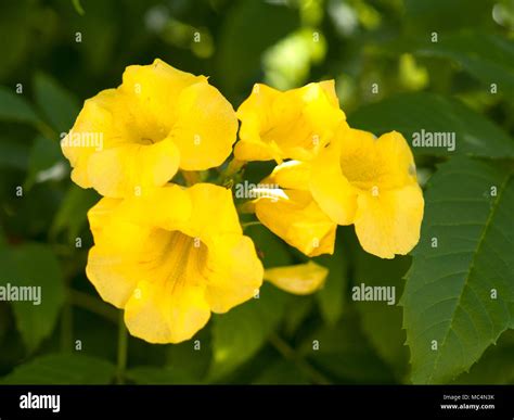 Yellow Allamanda cathartica ,Flowering is the name of the species There are many varieties of ...