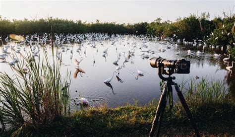 Bird Watching - What it is and Why it's Gaining Popularity - TlwaStoria