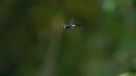 Close Up View Of Dragonfly Insect In Wildlife Nature. Slow Motion Fly ...