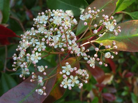 Garden Bloggers' Blooms Day - Photinia 'Red Robin'