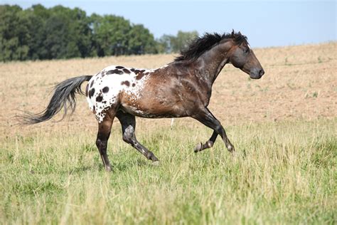 5 Things About the Spectacularly Spotted Appaloosa Horses You Probably ...