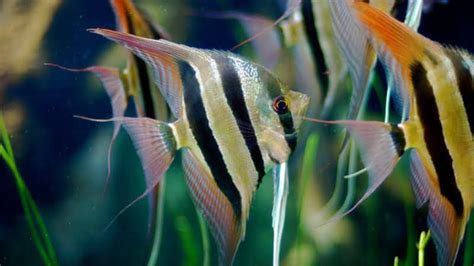 Altum Angelfish Care Guide: Size, Water Parameters, Breeding