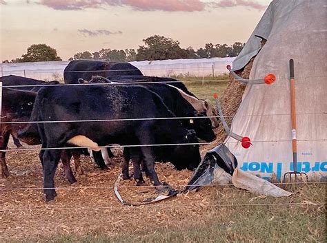 Self-feeding Systems for Silage Bags Reduces Labor for Cattle ...