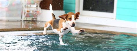 Teaching Your Dog How to Swim - Zoë