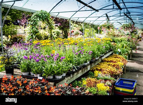 Inside a retail plant nursery in Wiltshire UK Stock Photo - Alamy