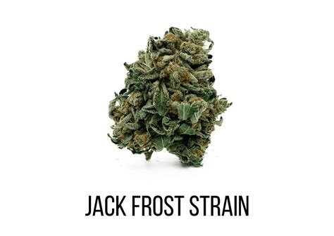 Jack Frost Strain – The Ultimate Guide - Marijuana Science