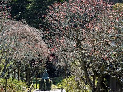 FROM THE GARDEN OF ZEN: Garden of spring: Tokei-ji