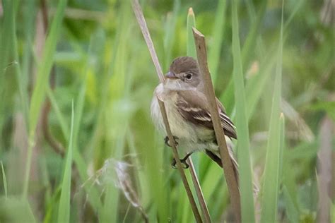 I Was Told it Was an Alder | Great Bird Pics