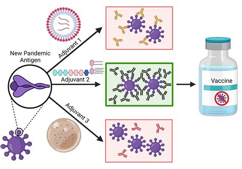 Bioengineering | Free Full-Text | Novel Vaccine Adjuvants as Key Tools for Improving Pandemic ...