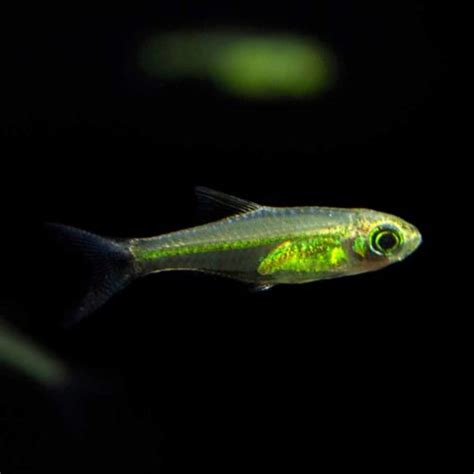 Kubutai Rasbora (Microdevario kubotai) - McMerwe - Cape Town - South Africa