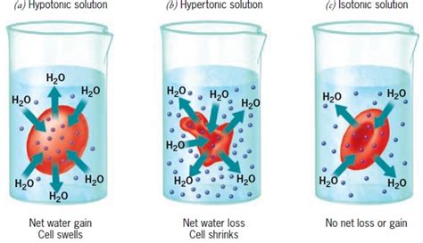 Hypotonic, Hypertonic, Isotonic Solutions – @road-to-rn on Tumblr