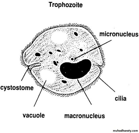 Balantidium coli docx - د. زينب - Muhadharaty