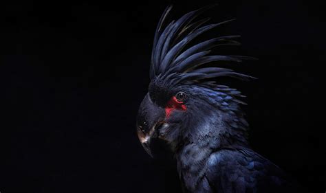 Free download | HD wallpaper: black bird on black background, animals ...