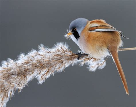 Male Bearded Reedling